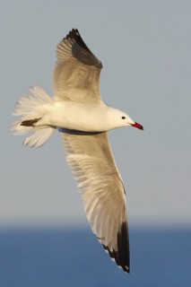 Audouin's Gull (Ichthyaetus audouinii) flying, Mallorca, Spain