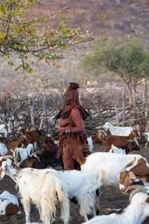 Himba woman with a cup of fresh goat's milk, among goats, traditional Himba village, Kaokoveld,