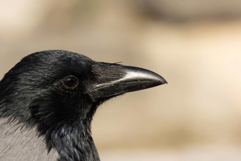 Hooded crow (Corvus cornix) adult bird head portrait, Rome, Italy