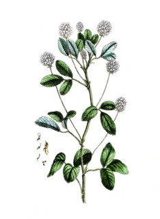 Trifolium melilotus coerulea, digital reproduction of a historical original, between 1790 and 1810