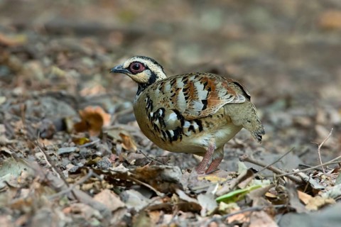 Bar-backed Partridge (Arborophila brunneopectus), Kaeng Krachan, Thailand