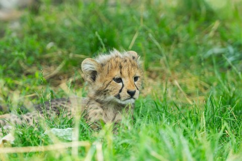 Cheetah (Acinonyx jubatus) youngster lying on a meadow, captive, occurrence Africa
