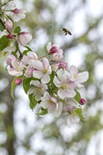 Ornamental apple (Malus 'Professor Sprenger'), Anchers Havecenter, Ditfurt, Saxony-Anhalt, Germany