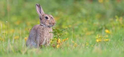 European rabbit (Oryctolagus cuniculus), European rabbit, common rabbit, conejo común, conejo