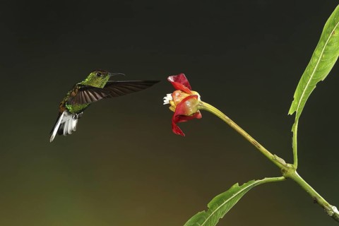 Coppery-headed Emerald (Elvira cupreiceps) male, flying while feeding at a flower, Bosque de Paz,