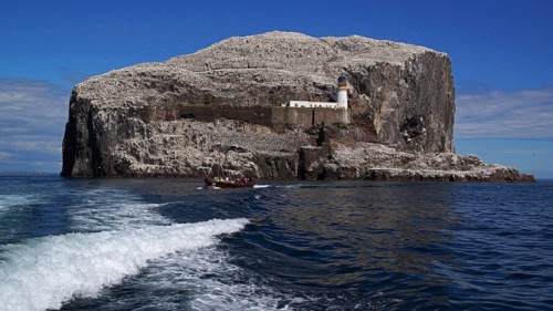 Europe, Scotland, United Kingdom, Great Britain, England, Bass Rock, breeding ground for gannets,