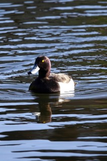 Tufted duck on a lake, May, Germany