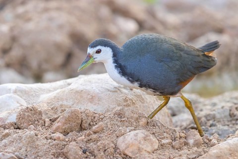 White-breasted Crake, (Amaurornis phoenicurus), Animals, Birds, Crake family, Ayn Hamran, Salalah,