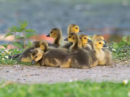 Canada goose (Branta canadensis), a family of goslings resting on a path, alert, at the side of a