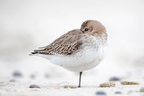 Dunlin (Calidris alpina) resting, Schleswig-Holstein, Germany
