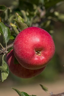 Apple (Malus domestica GALIWA), ZALF Müncheberg, Germany