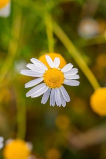 Single camomile blossom in macro view, natural background