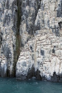Alkefjellet, sea cliff housing seabird colony of thick-billed murres (Uria lomvia), Brünnich's