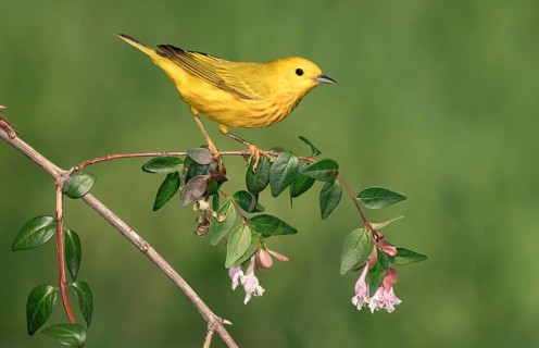 American Yellow Warbler (Setophaga aestiva) perched on a flowering branch, Texas, USA