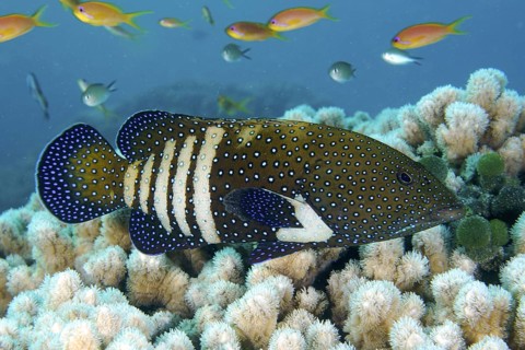 Peacock grouper (Cephalopholis argus)
