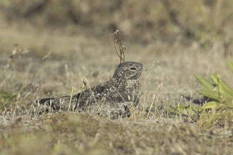 Common Nighthawk (Chordeiles minor), British Columbia, Canada