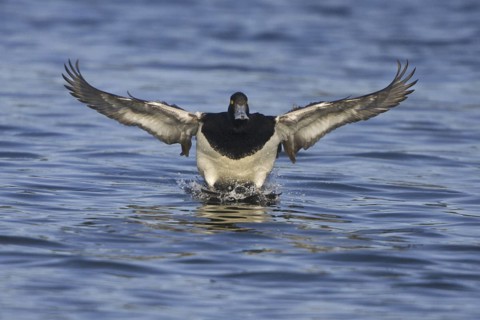 Lesser Scaup (Aythya affinis) male, British Columbia, Canada