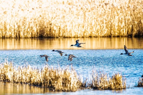 Northern Pintail, Anas acuta, Birds in flight over marshes