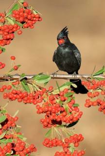 Phainopepla (Phainopepla nitens) male feeding on red berries, California, USA