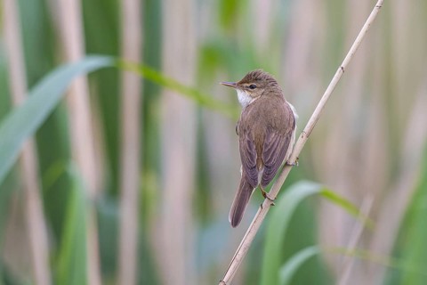 Eurasian Reed Warbler (Acrocephalus scirpaceus), North Rhine-Westphalia, Germany