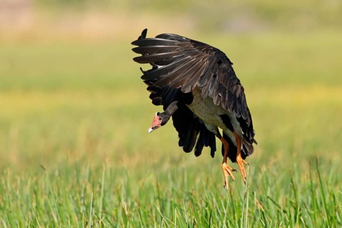 Magpie Goose (Anseranas semipalmata) landing, Queensland, Australia