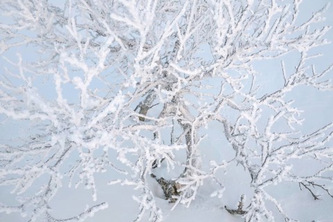 Frost-covered fjällbirken, Saariselkä, Lapland, Finland, January 2025