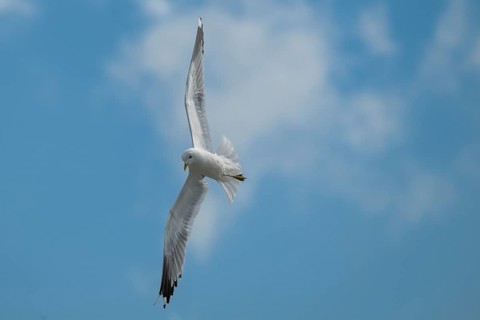 Herring Gull (Larus argentatus) in flight, North Friesland, Schleswig-Holstein, Germany