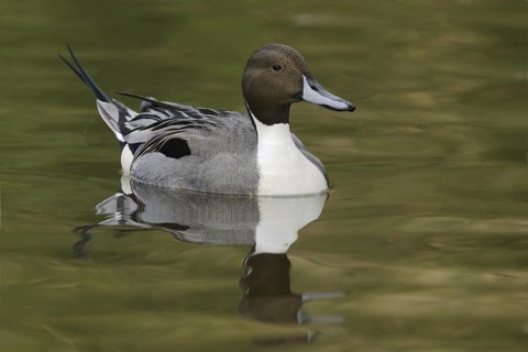 Northern Pintail (Anas acuta) male, Arizona, USA