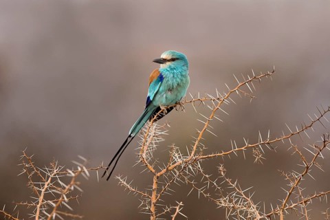 Abyssinian Roller (Coracias abyssinicus) perched on a branch, Ethiopia