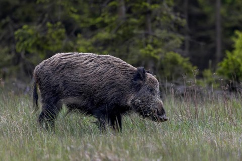 The wild boar (Sus scrofa) eats the fresh shoots of the grasses with obvious relish, May, Denmark
