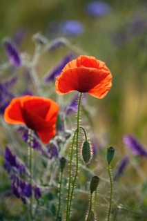 Beautiful picturesque poppy field, June, Germany