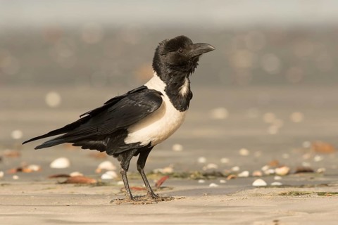 Pied Crow (Corvus albus) with snake eel, Gambia