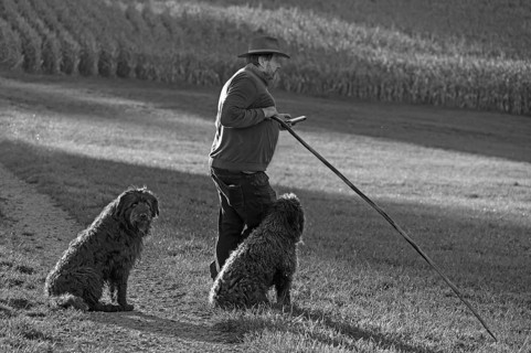 Shepherd with two German Shepherd Dogs herding his flock of sheep (Ovis gmelini aries) in a meadow,