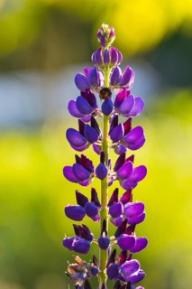 Purple perennial lupin (Lupinus polyphyllus) in flower