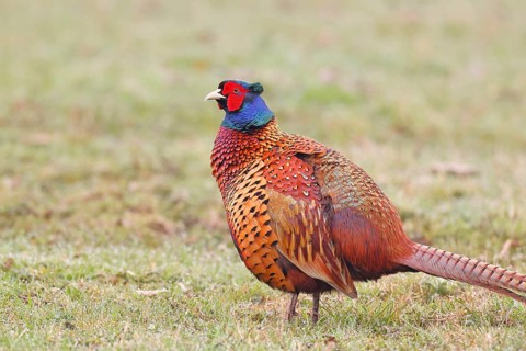 Pheasant, hunting pheasant (Phasianus colchicus), adult male bird in a meadow, animal portrait,
