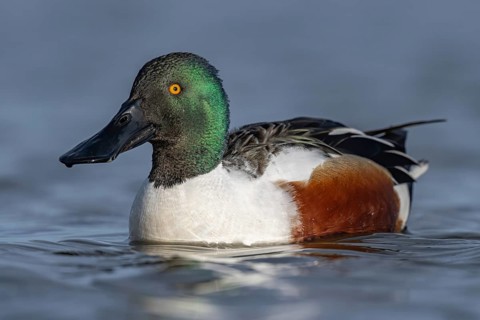 Northern Shoveler (Spatula clypeata) male, Schleswig-Holstein, Germany