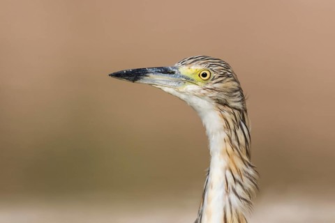 Squacco Heron (Ardeola ralloides), Eilat, Israel