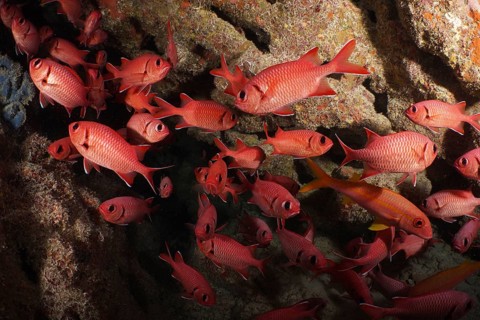 White-fringed soldierfish (Myripristis murdian)