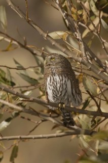Northern Pygmy Owl (Glaucidium californicum), California, USA