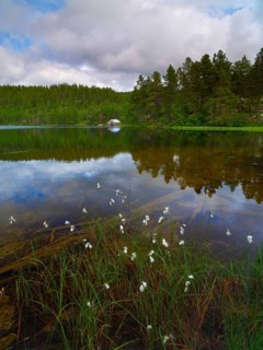 Cottongrass (Eriophorum) on the shore of a lake, portrait, landscape, landscape photo, clouds,