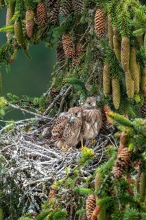 Common kestrel (Falco tinnunculus), young birds not yet ready to fly in the nest,
