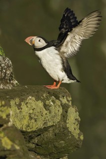 Atlantic Puffin (Fratercula arctica), Iceland