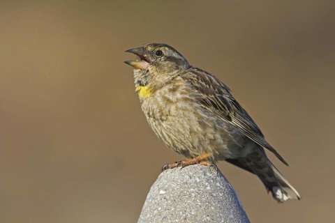 Rock Sparrow (Petronia petronia) singing, Lesvos, Greece