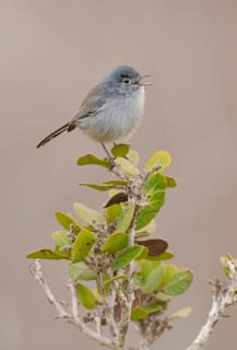 California Gnatcatcher (Polioptila californica), California, USA