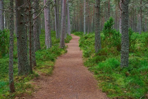 Long straight trail through lush pine forest with green soil, Loch Garden, Nethy Bridge, Scotland,
