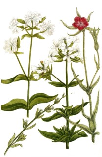 Botany, plants, a. lychnis segetum, b. lychnis segetum meridionalium, c, lychnis saponaria,
