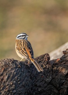 Captivating image of a rock bunting (Emberiza cia) gracefully perched on the textured bark of a