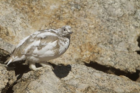 White-tailed Ptarmigan (Lagopus leucura), California, USA