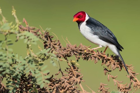 Yellow-billed Cardinal (Paroaria capitata) perched on a branch in the Pantanal of Brazil