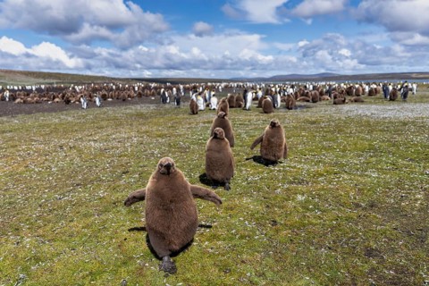 King penguins (Aptenodytes patagonicus), chicks in brown down plumage in the foreground, breeding